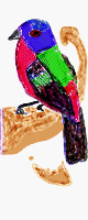 Color drawing of a painted bunting superimposed on the map of Cape Cod.  The medium appears to be crayolas