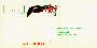 The envelope, showing a Canada Goose 
bedecked in a red bow towing our return-address placard..